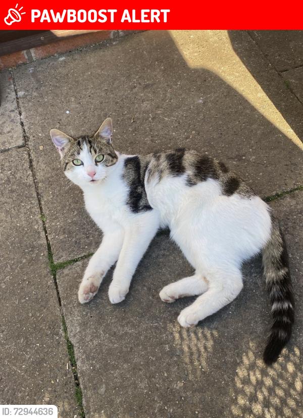 Lost Male Cat last seen tettenhall road, West Midlands, England WV3 9NL