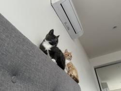 Reunited Male Cat last seen Wolverhampton st footscray, Footscray, VIC 3011