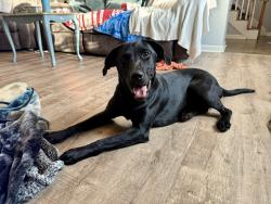 Found/Stray Female Dog last seen Linda lane, Calera, AL 35115