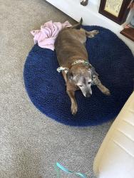 Reunited Female Dog last seen Red Hill Road, Media, PA 19703