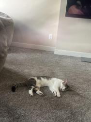 Lost Female Cat last seen Near , Calgary, AB T3P 0A4
