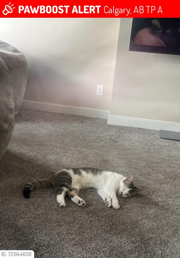Lost Female Cat last seen Near, Calgary, AB T3P 0A4