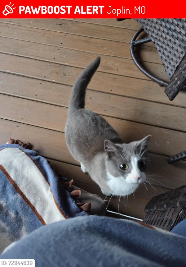 Lost Male Cat last seen Alabama Ave 24th street, Joplin, MO 64804