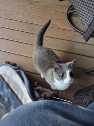 Lost Male Cat last seen Alabama Ave 24th street, Joplin, MO 64804