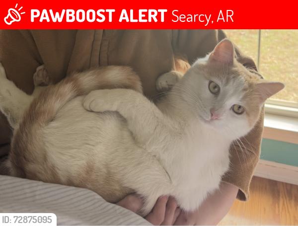 Lost Male Cat last seen Near Yarnell Road, Searcy, AR 72143