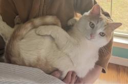 Lost Male Cat last seen Near Yarnell Road, Searcy, AR 72143