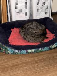 Reunited Male Cat last seen Guildford , Guildford, NSW 2161