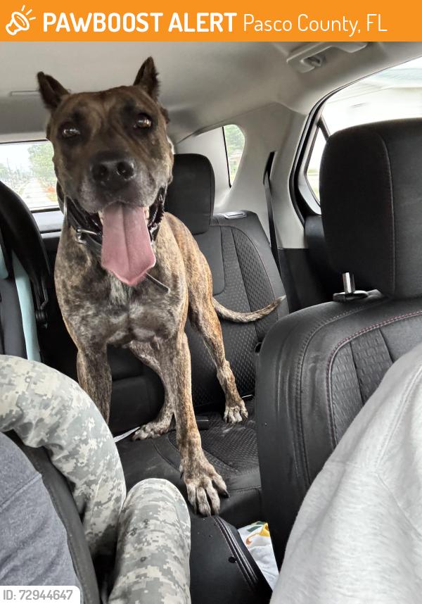 Found/Stray Female Dog last seen Moog Road, Pasco County, FL 34690