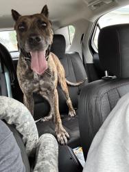 Found/Stray Female Dog last seen Moog Road, Pasco County, FL 34690
