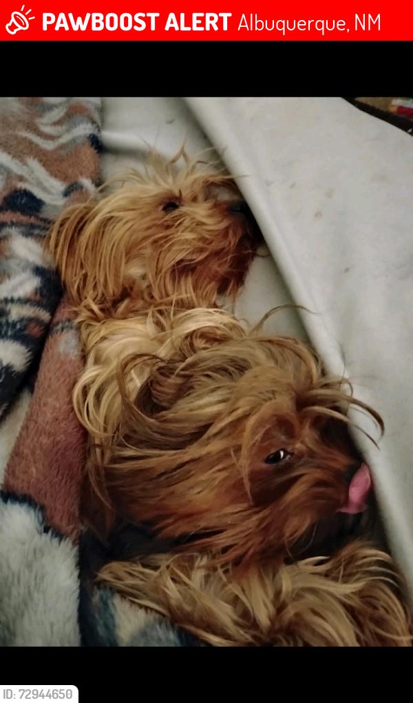 Lost Female Dog last seen Desert gardens ln, Albuquerque, NM 87105