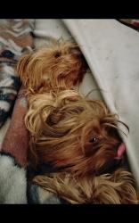 Lost Female Dog last seen Desert gardens ln, Albuquerque, NM 87105