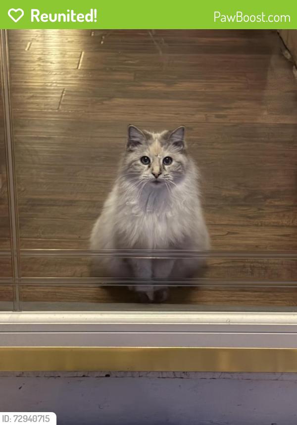 Reunited Female Cat last seen Brittany rd & Wellesley, Rural Hall, NC 27045