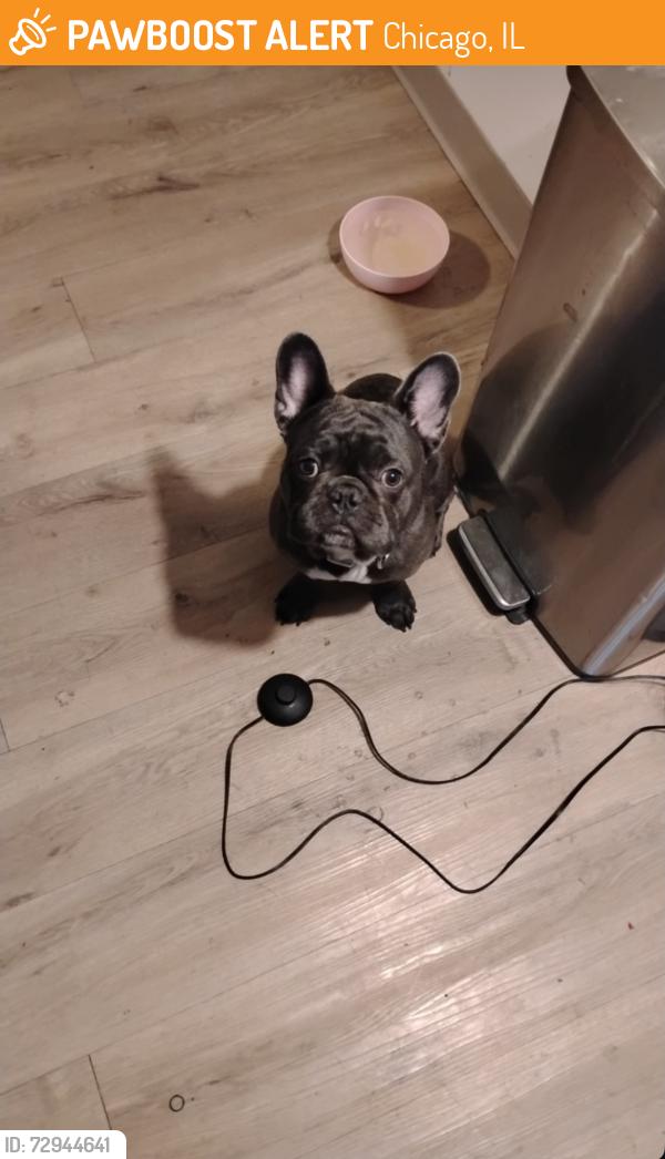 Found/Stray Male Dog last seen 47th ellis, Chicago, IL 60615