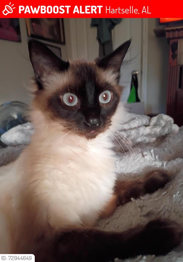 Lost Male Cat last seen S. Cedar cove rd hartselle Alabama , Hartselle, AL 35640