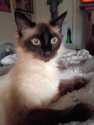 Lost Male Cat last seen S. Cedar cove rd hartselle Alabama , Hartselle, AL 35640