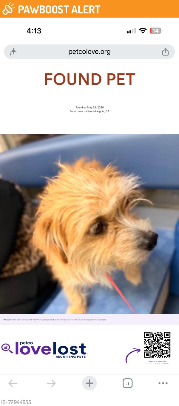 Found/Stray Female Dog last seen Hacienda Blvd , Hacienda Heights, CA 91745