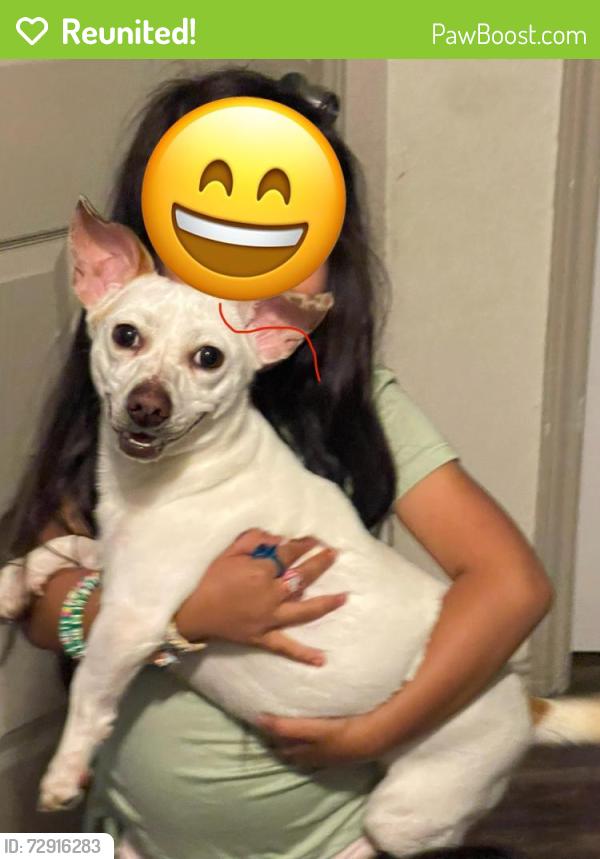 Reunited Female Dog last seen Chenault st , Dallas, TX 75228
