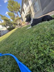 Reunited Female Dog last seen Pollock St, Las Vegas, NV 89183