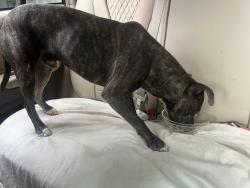 Reunited Male Dog last seen Near Cooper St, Memphis, TN 38104, USA, Memphis, TN 38104