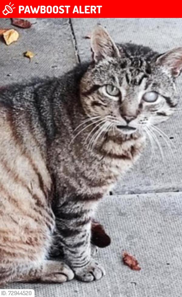 Lost Male Cat last seen Blackbird leys , Oxfordshire, England OX4
