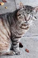 Lost Male Cat last seen Blackbird leys , Oxfordshire, England OX4