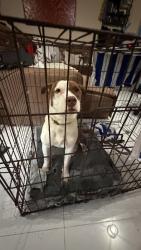 Found/Stray Female Dog last seen Sw 238th , Miami-Dade County, FL 33031