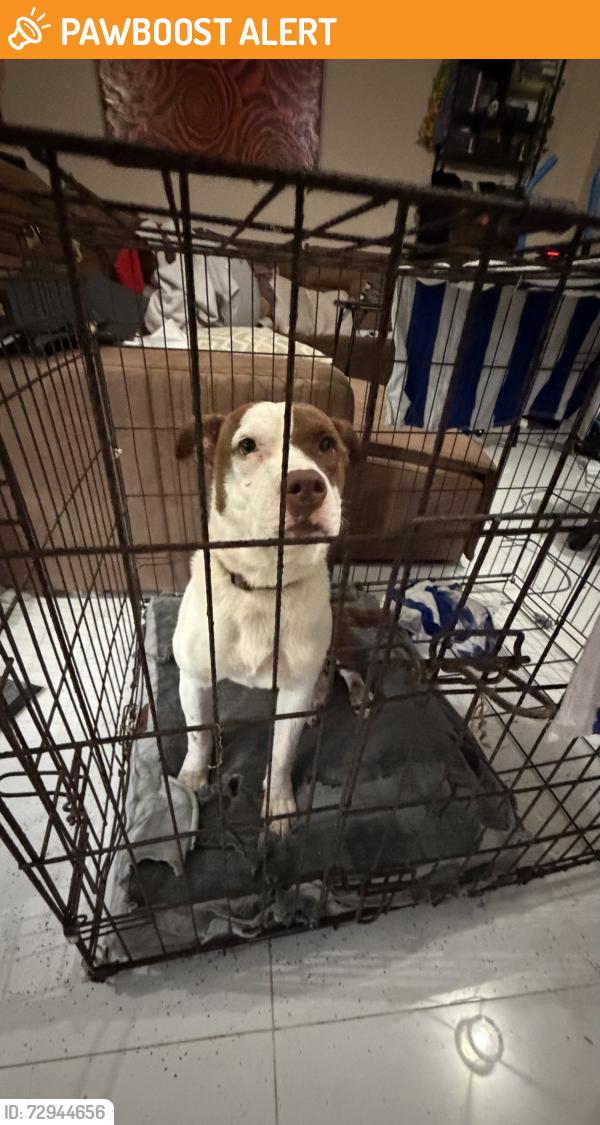 Found/Stray Female Dog last seen Sw 238th , Miami-Dade County, FL 33031