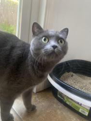 Reunited Female Cat last seen A Dutch Bros and a Chick Fil A , Roseville, CA 95747