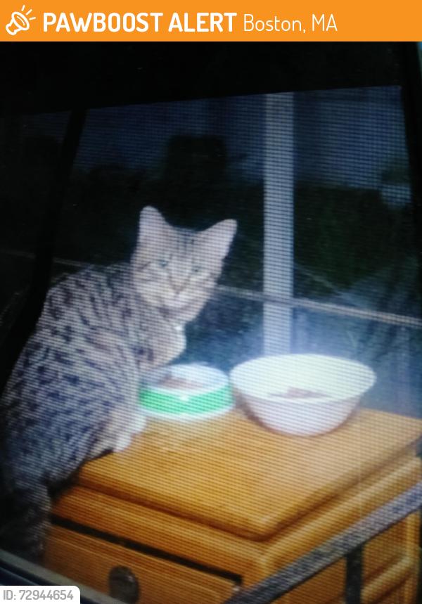 Found/Stray Unknown Cat last seen Honda dealership, Boston, MA 02132