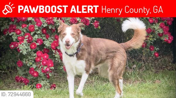 Lost Male Dog last seen Hey 20 & Mosby Creek Drive, Henry County, GA 30228