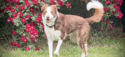 Lost Male Dog last seen Hey 20 & Mosby Creek Drive, Henry County, GA 30228