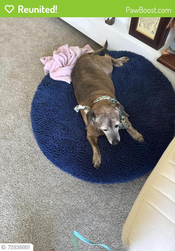 Reunited Female Dog last seen Red Hill Road, Media, PA 19703