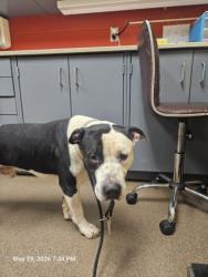 Shelter Stray Male Dog last seen Near BLOCK S SAINT FRANCIS AVE, WICHITA KS 67211, Wichita, KS 67219
