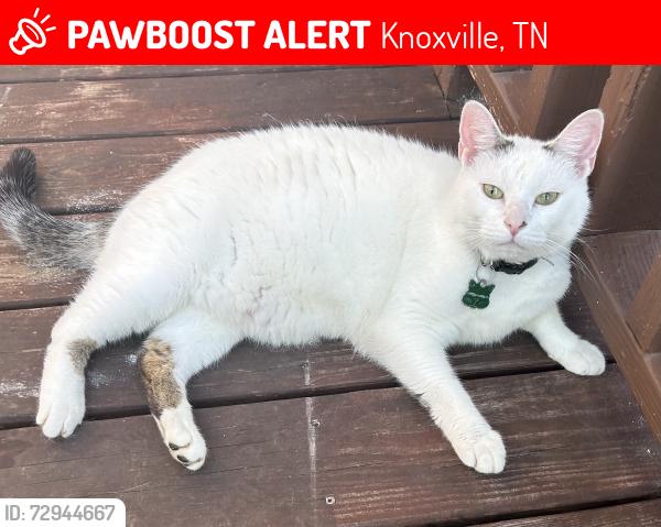 Lost Male Cat last seen Hart Road/Bluegrass/S.Northshore, Knoxville, TN 37922