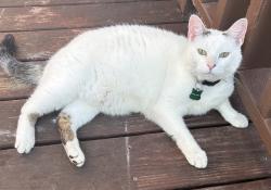 Lost Male Cat last seen Hart Road/Bluegrass/S.Northshore, Knoxville, TN 37922
