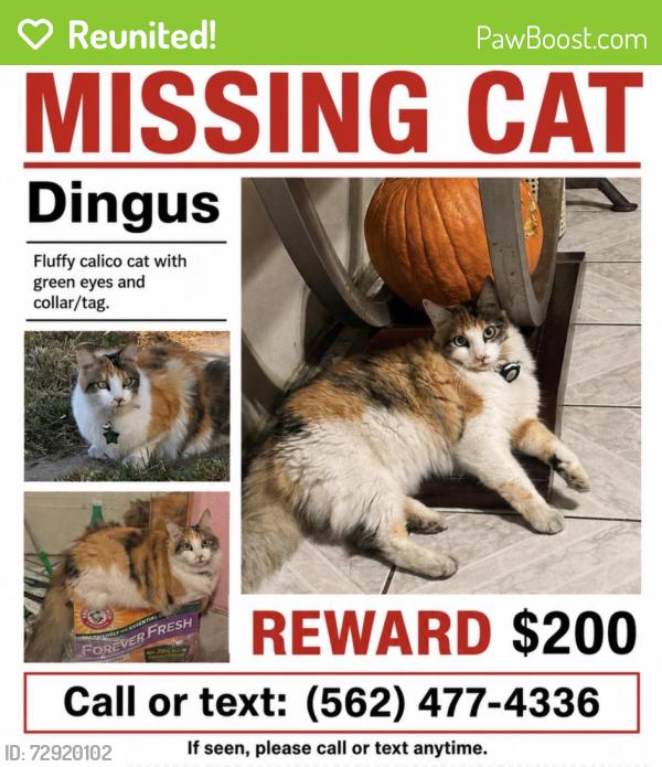 Reunited Female Cat last seen Near e 74th st, Los Angeles, CA 90001
