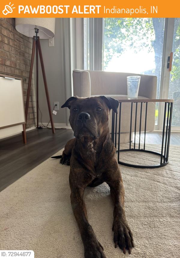 Found/Stray Male Dog last seen Walmart, Indianapolis, IN 46240