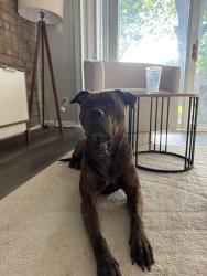 Found/Stray Male Dog last seen Walmart, Indianapolis, IN 46240