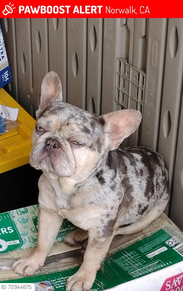 Lost Male Dog last seen Norwalk Blvd and Excelsior , Norwalk, CA 90650