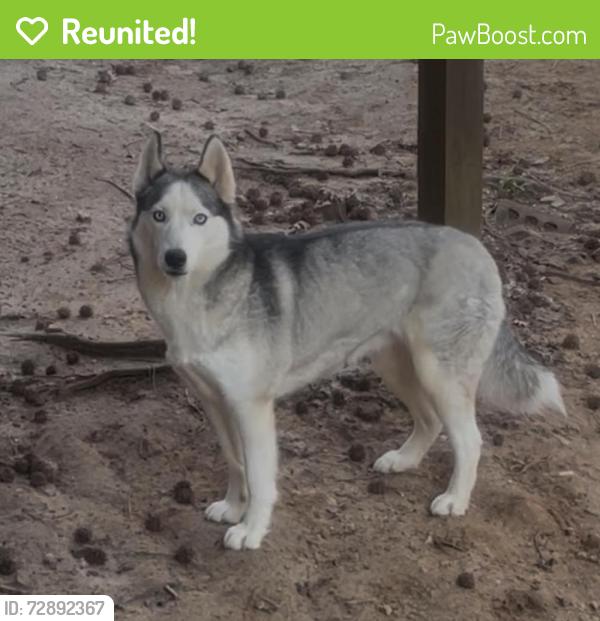 Reunited Female Dog last seen Woods behind Sunflower Meadows neighborhood , McDonough, GA 30252