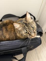 Reunited Unknown Cat last seen Elon Crescent, Lakeland, FL 33810