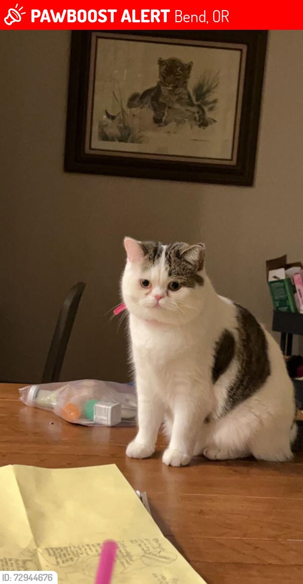 Lost Male Cat last seen Metolious RD, MT Washington Road near Strata apmts, Bend, OR 97702