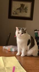 Lost Male Cat last seen Metolious RD, MT Washington Road near Strata apmts, Bend, OR 97702