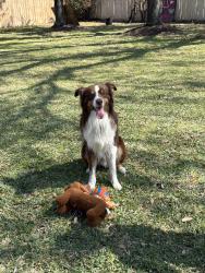 Reunited Male Dog last seen Klein Church Rd and Louetta, Spring, TX 77379