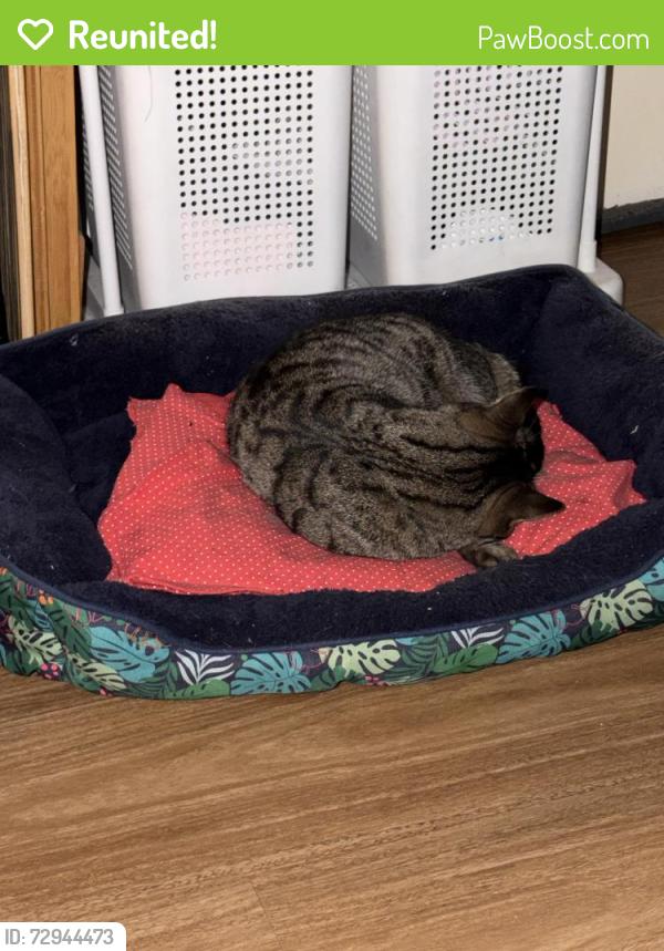 Reunited Male Cat last seen Guildford , Guildford, NSW 2161