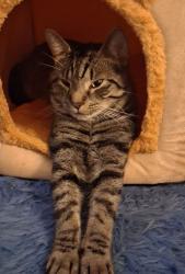 Lost Male Cat last seen Church Street, maldon Road, Hall est, Goldhanger, England CM9