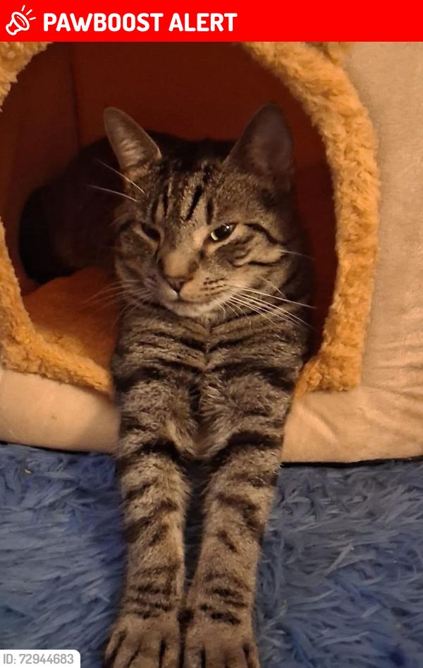 Lost Male Cat last seen Church Street, maldon Road, Hall est, Goldhanger, England CM9