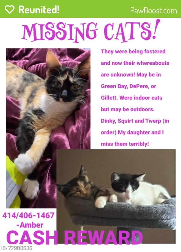 Reunited Female Cat last seen Depere, Green Bay, WI 54304
