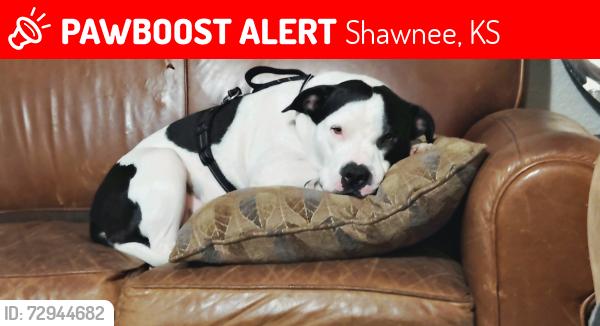 Lost Male Dog last seen 51st gibbs, Shawnee, KS 66203
