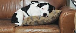 Lost Male Dog last seen 51st gibbs, Shawnee, KS 66203